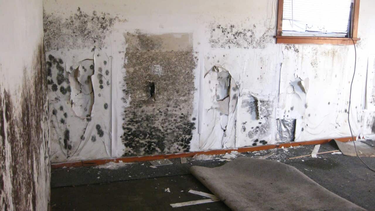 Indoor mold.