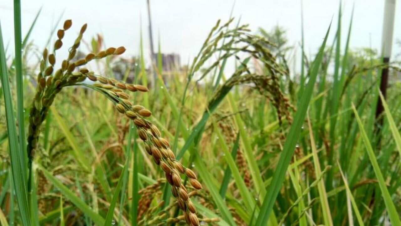 Rice