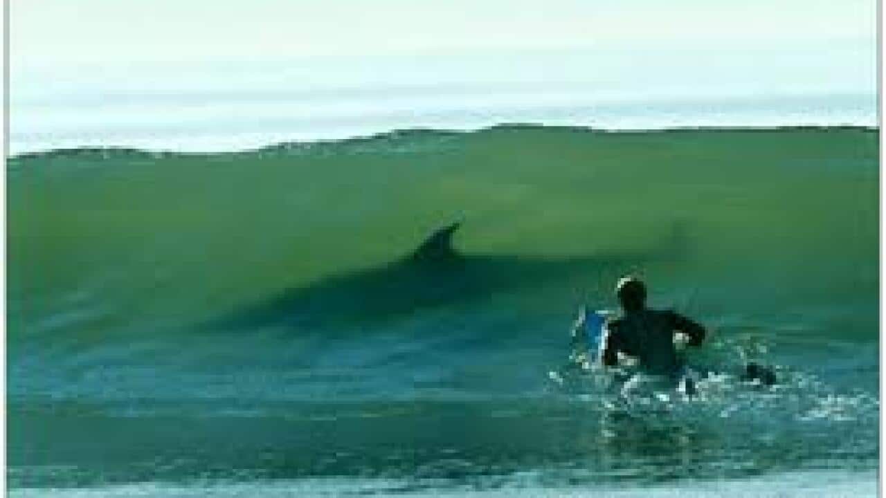 shark proof wetsuit, Charlie huveneers