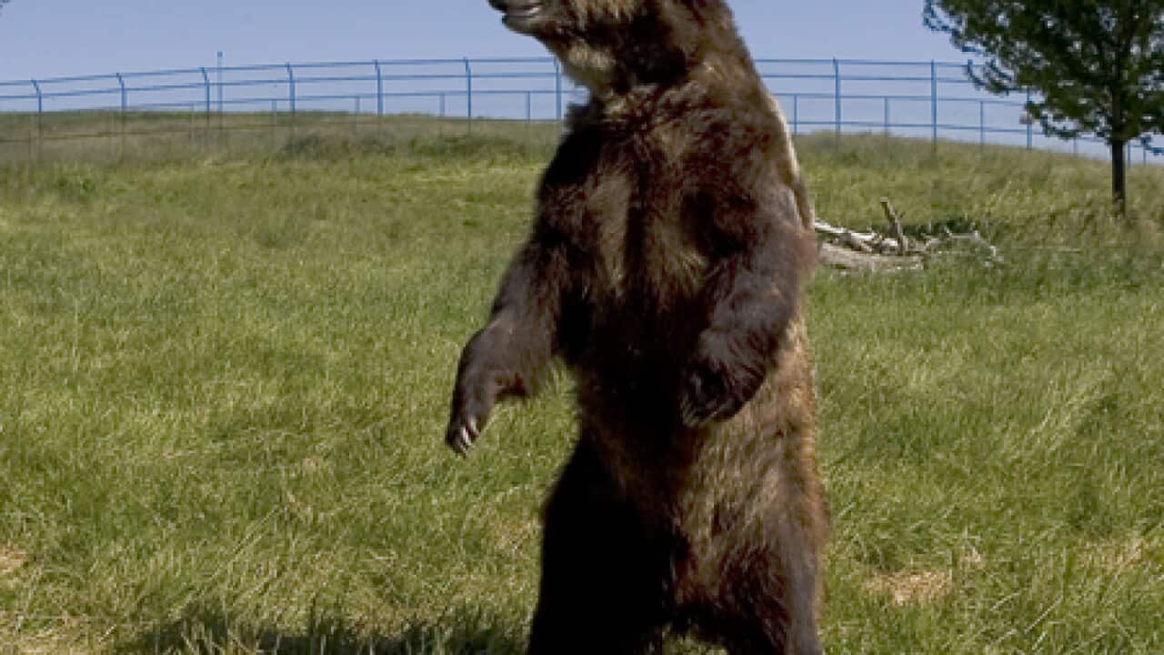 grizzly_bear_100718_l_aap_587894909