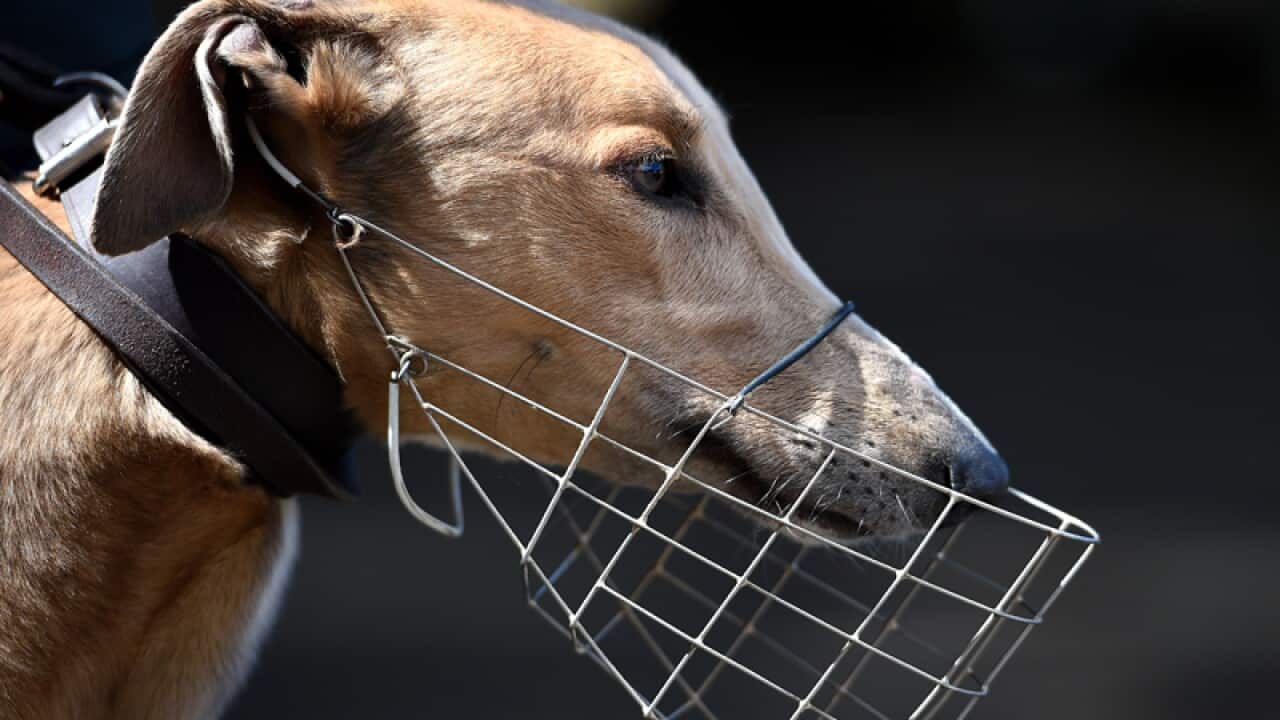 Jett the greyhound is seen at Wentworth Park