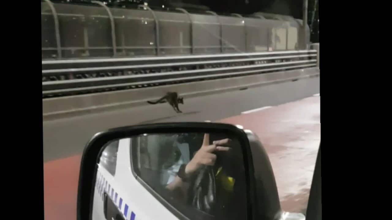 Motorists got a surprise on the Sydney Harbour Bridge after a wayward wallaby was spotted hopping through traffic just before peak hour.