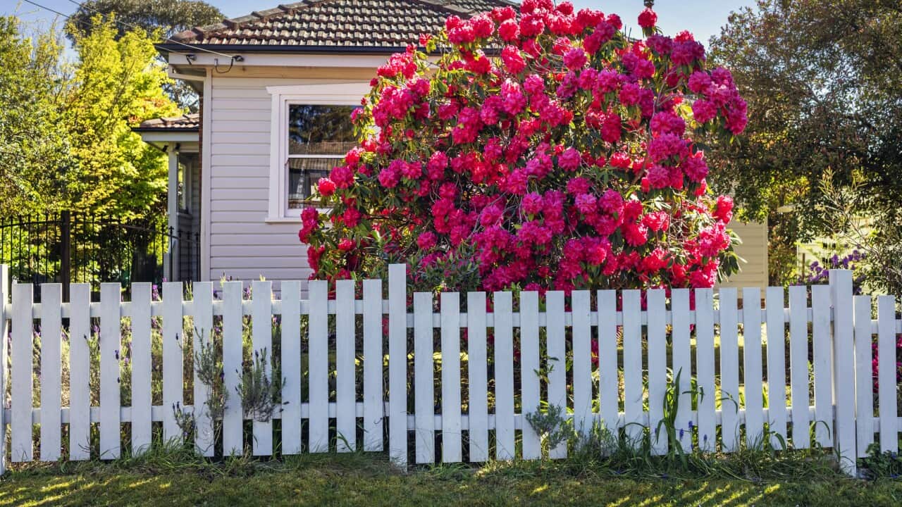 Idyllic house, pink flower tree garden blue sky