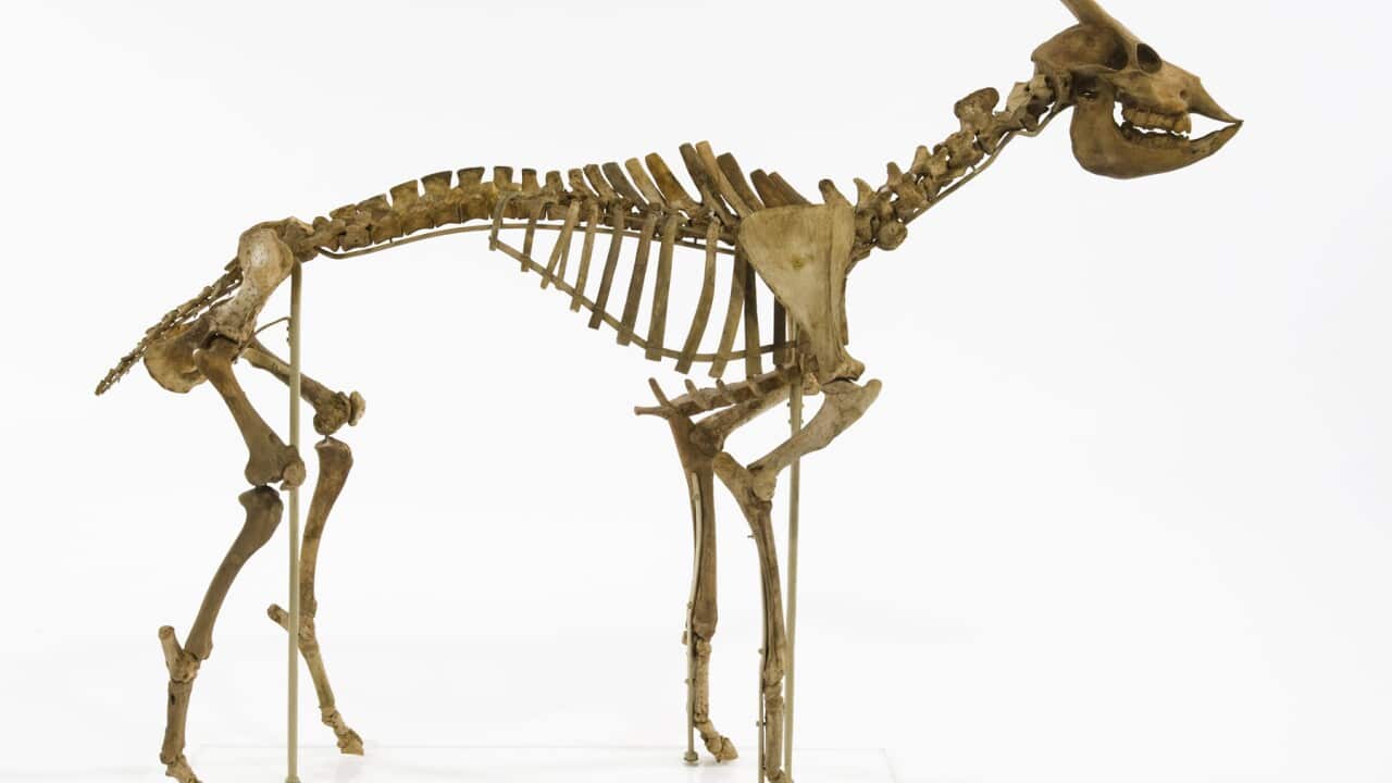 This skeleton is an antelope animal from about 6000 years ago (AAP)