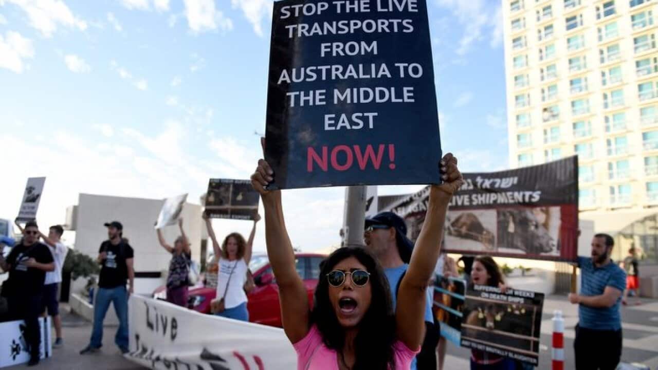 A small group of protesters voice their opposition to live cattle export from Australia to Israel