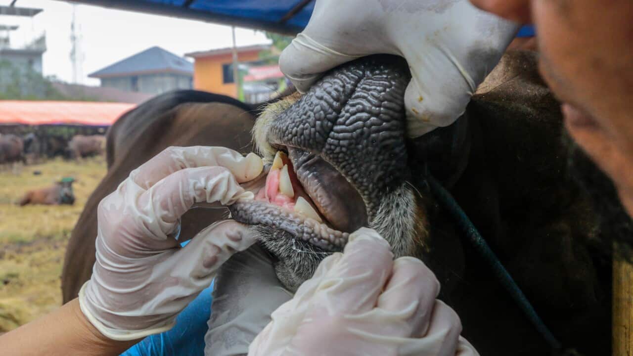 A veterinarian check health a cow to prevention foot-and-mouth disease to a cow ahead of Eid al-Adha, the Muslim feast of sacrifice, in Bogor, West Java, Indonesia on July 6, 2022. (Photo by Andi M Ridwan/INA Photo Agency/Sipa USA)