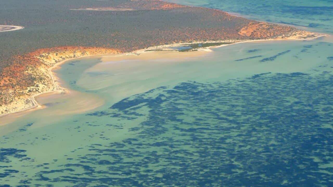 Seegras Westaustralien