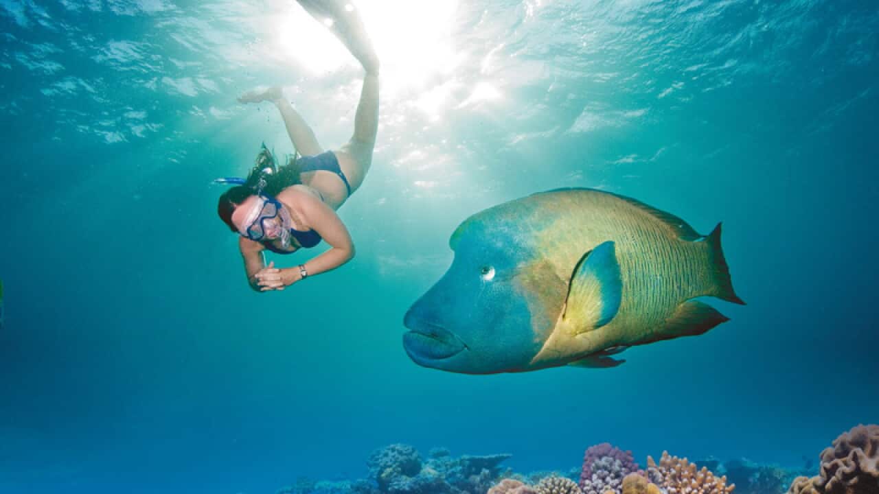 A swimmer in the Great Barrier Reef as part of ReefLive, a live 12-hour interactive online show about the reef, will be broadcast on YouTube from 10am (AEST) on Friday to coincide with World Ocean Day on Saturday. (AAP )