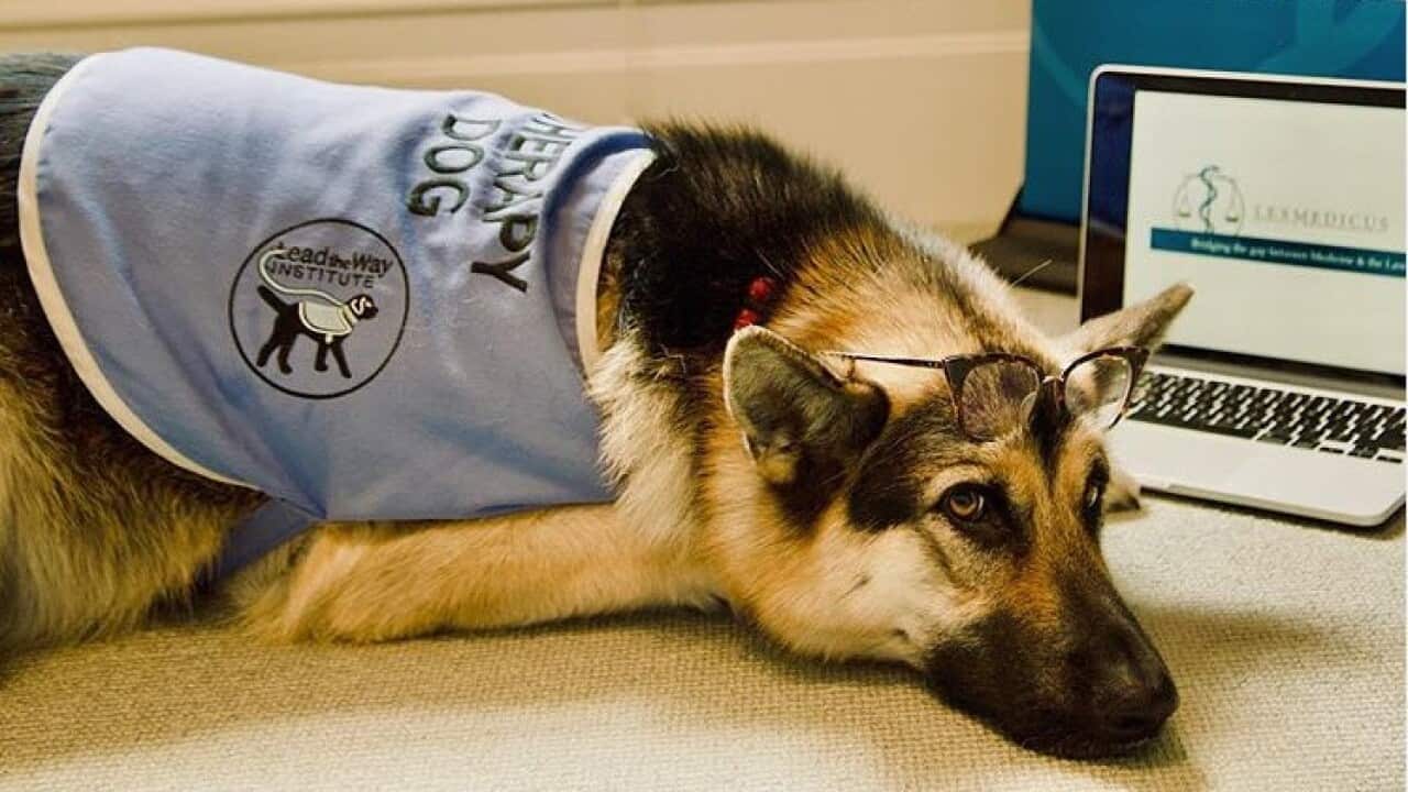 Layla, the therapy dog