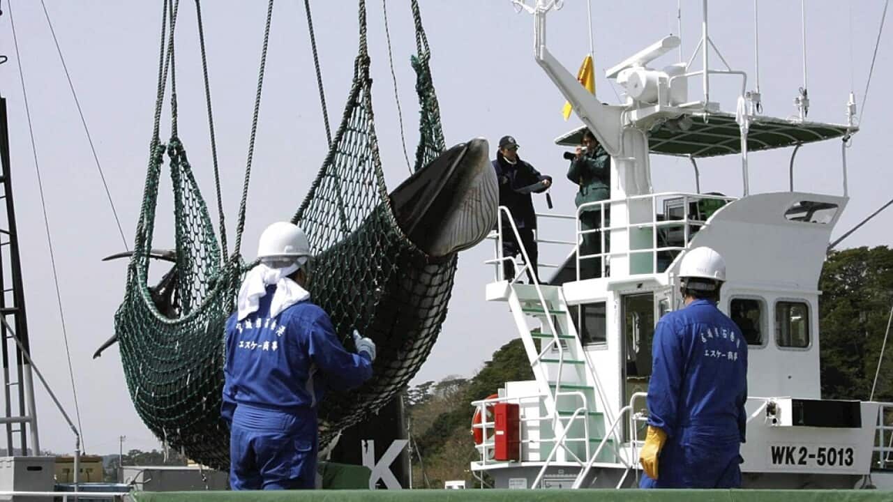 The Japanese government has announced it will restart commercial whaling next year.