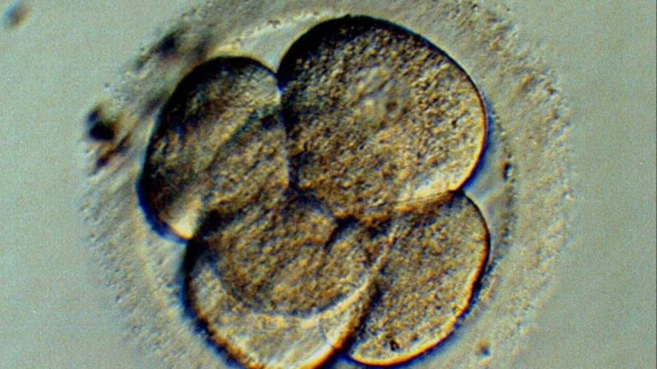 A five cell human embryo