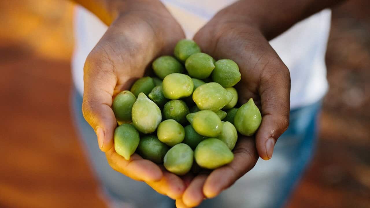 Wild gubinge aka kakadu plum harvested by Kimberley Wild Gubinge