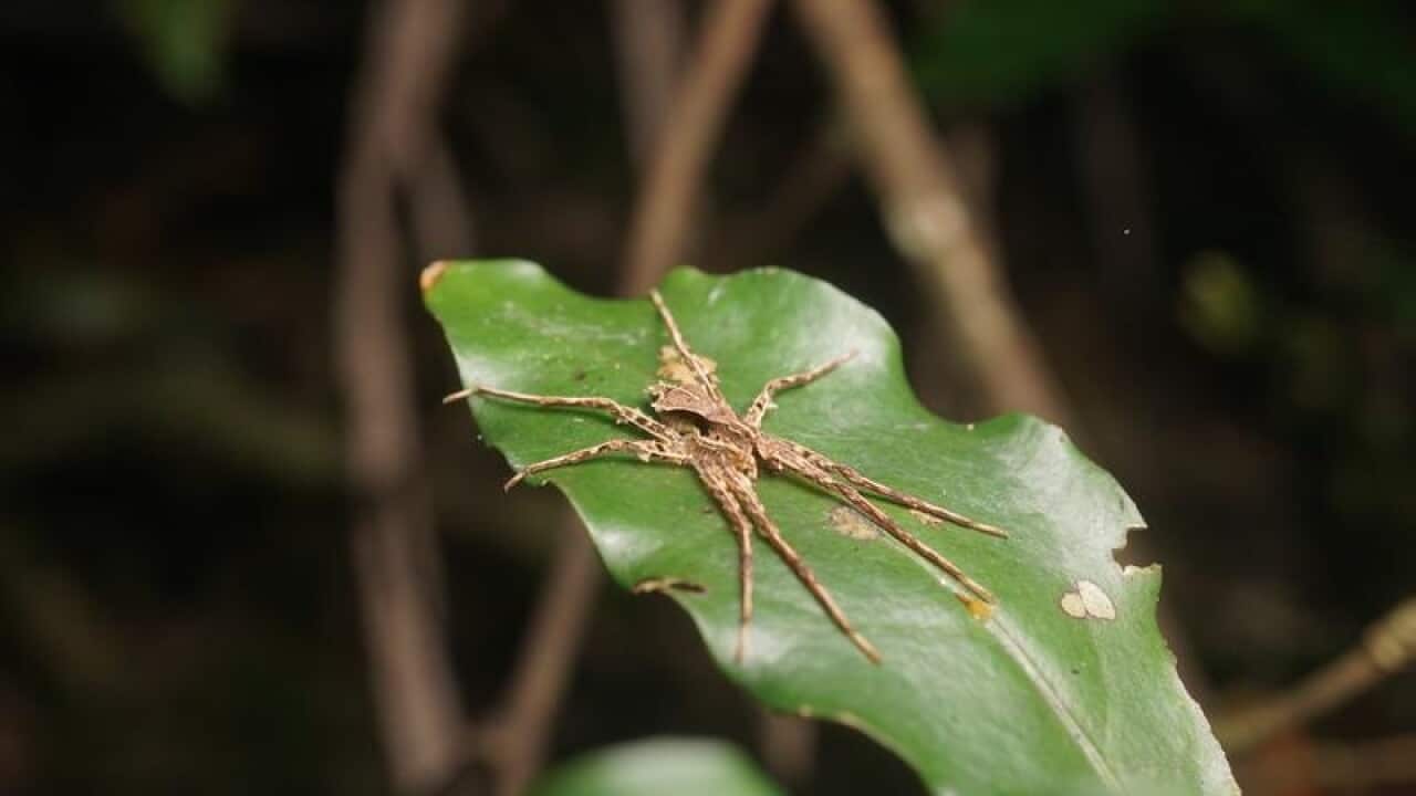 Newly-discovered spider Ornodolomedes benrevelli on a leaf