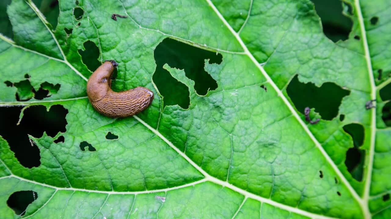 Close-up of a slug eating a leaf
