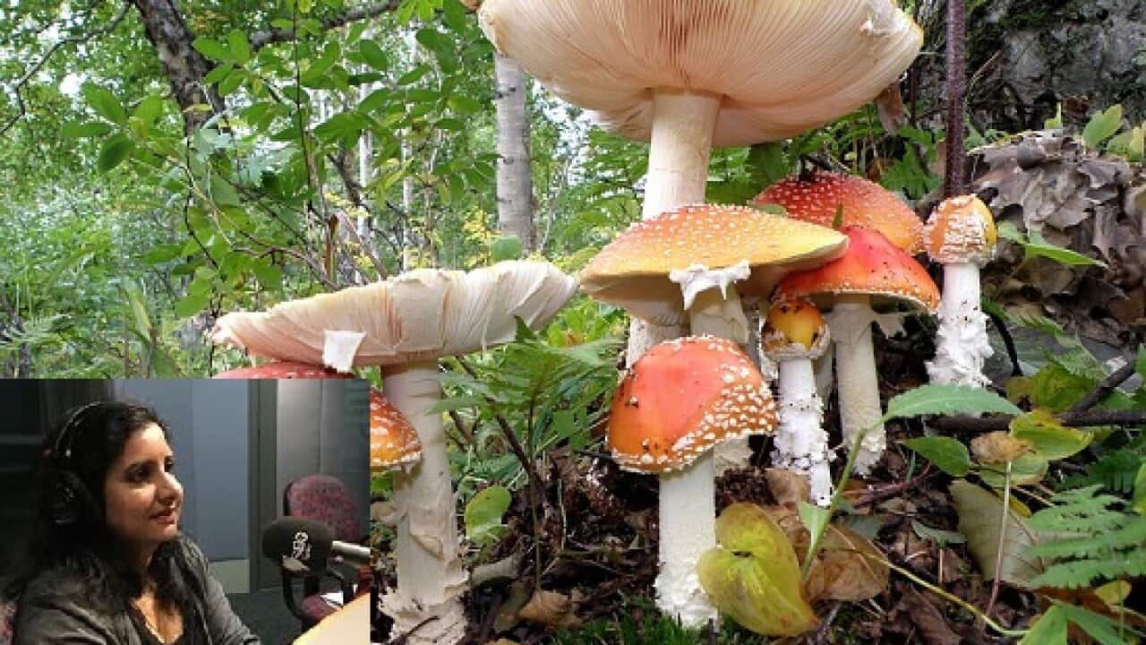 poisonous mushroom