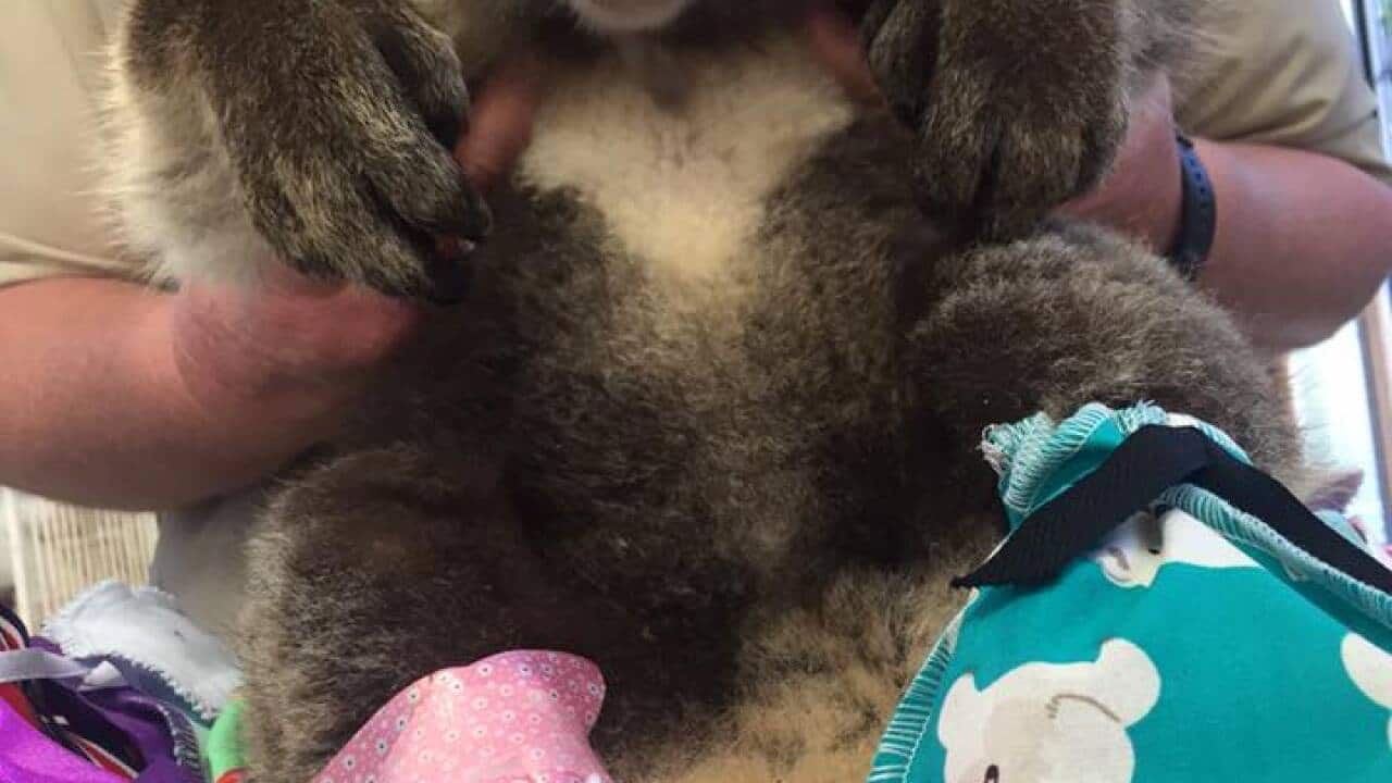 An injured koala at Jirrahlinga Koala and Wildlife Sanctuary