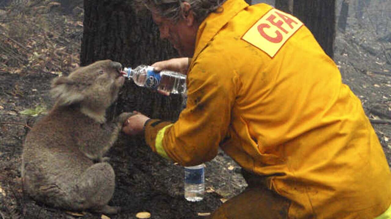 Australia Sam the Koala