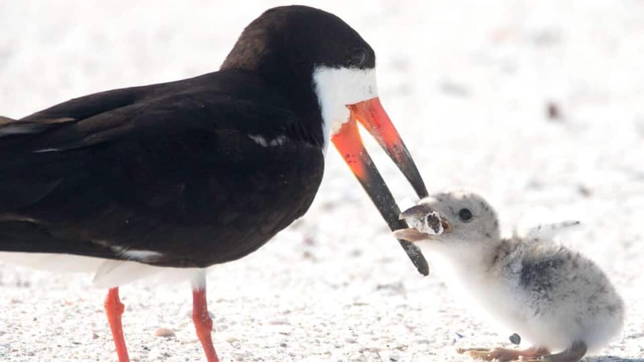 A wildlife photographer captured the moment on a Florida beach in the United States.