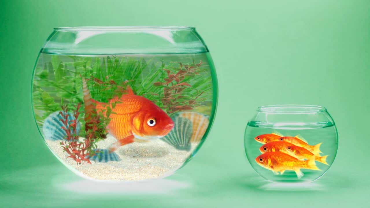 One fish in a big bowl looks at many fish in a small bowl