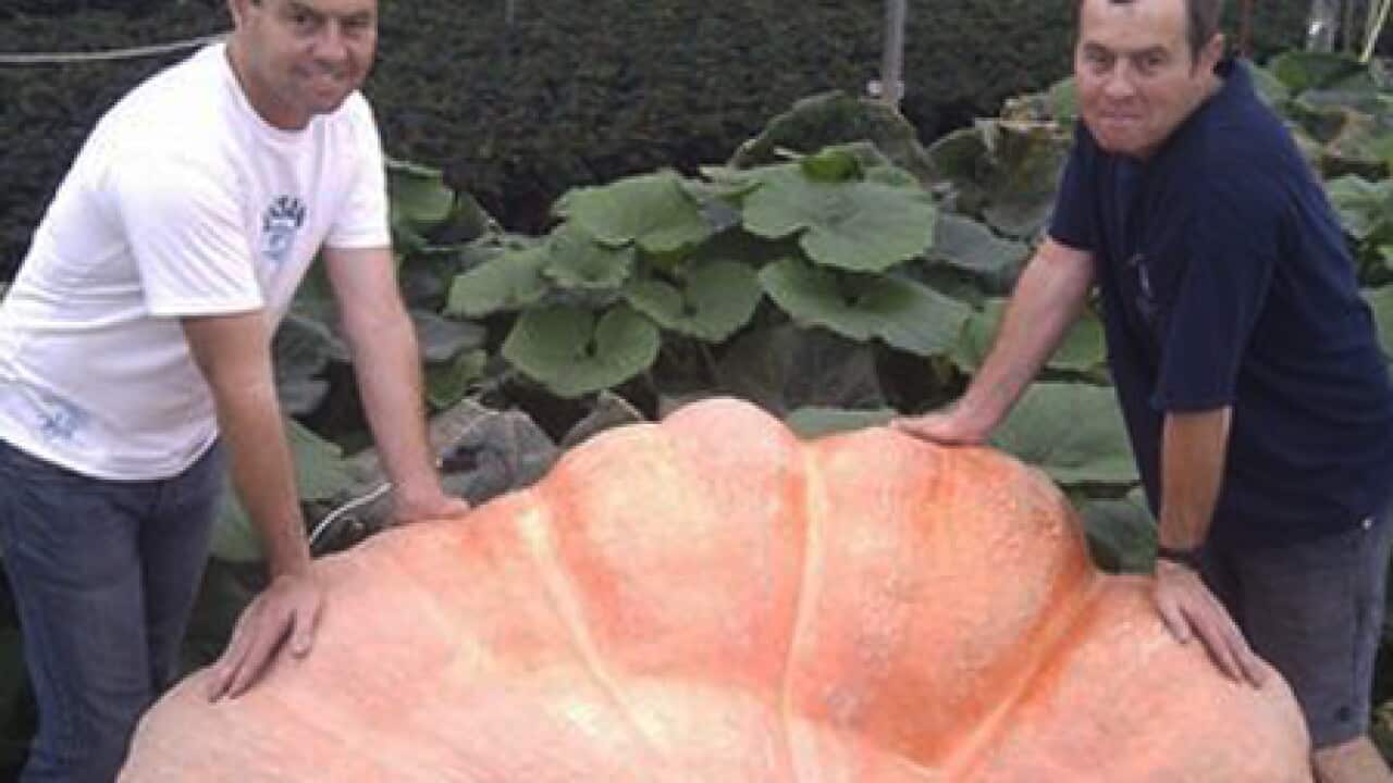 giantpumpkin_b_101011_bbc_1557259688