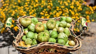 Basket of freshly harvested tomatillos from the garden