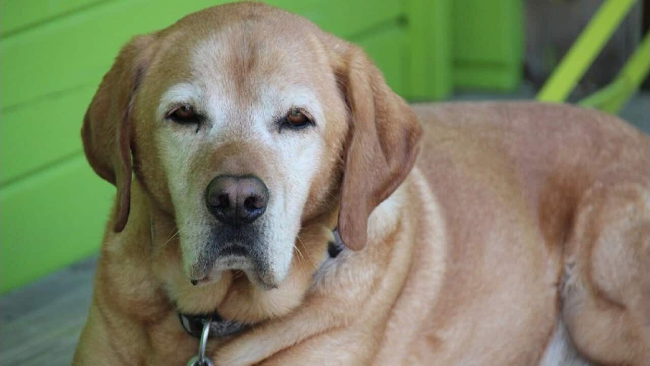 Arthritis in pets