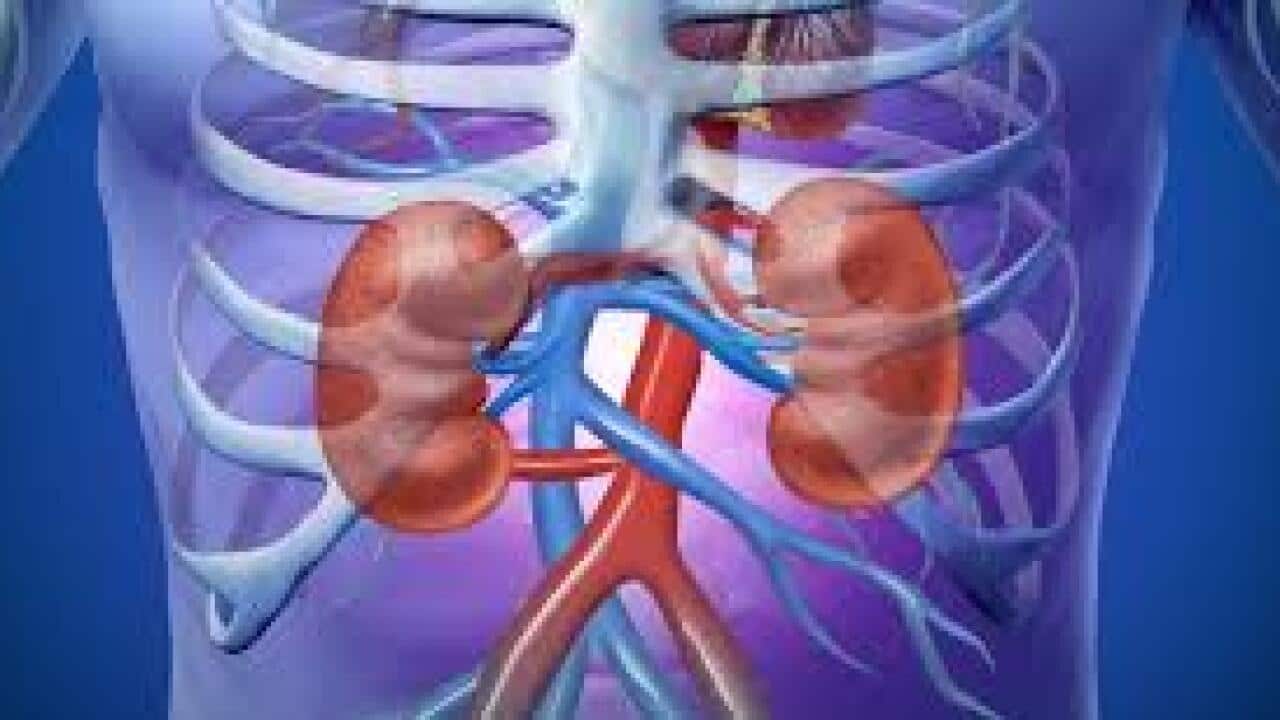 kidneys