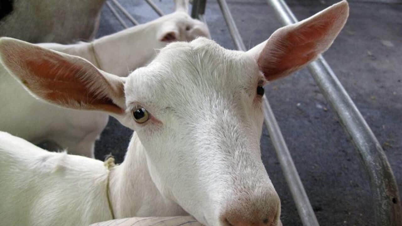 A goat