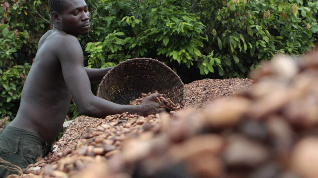 Farming near Duekoue, Ivory Coast