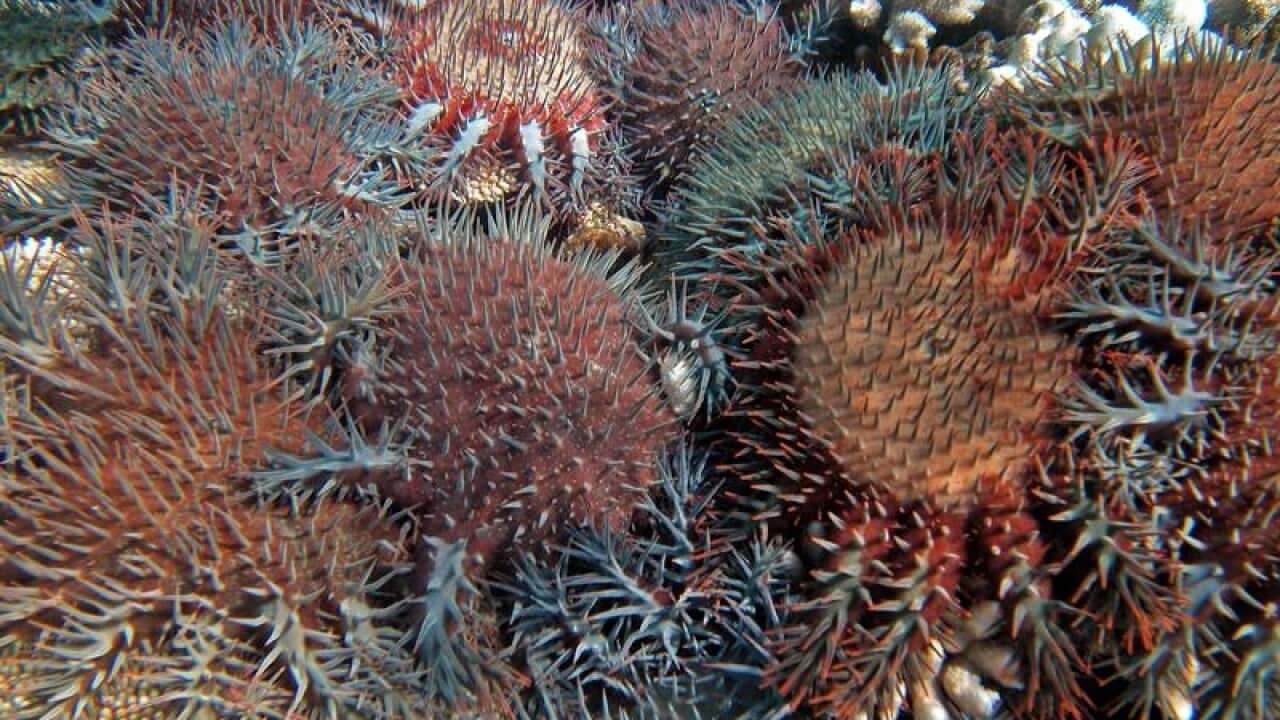 Crown-of-thorns starfish