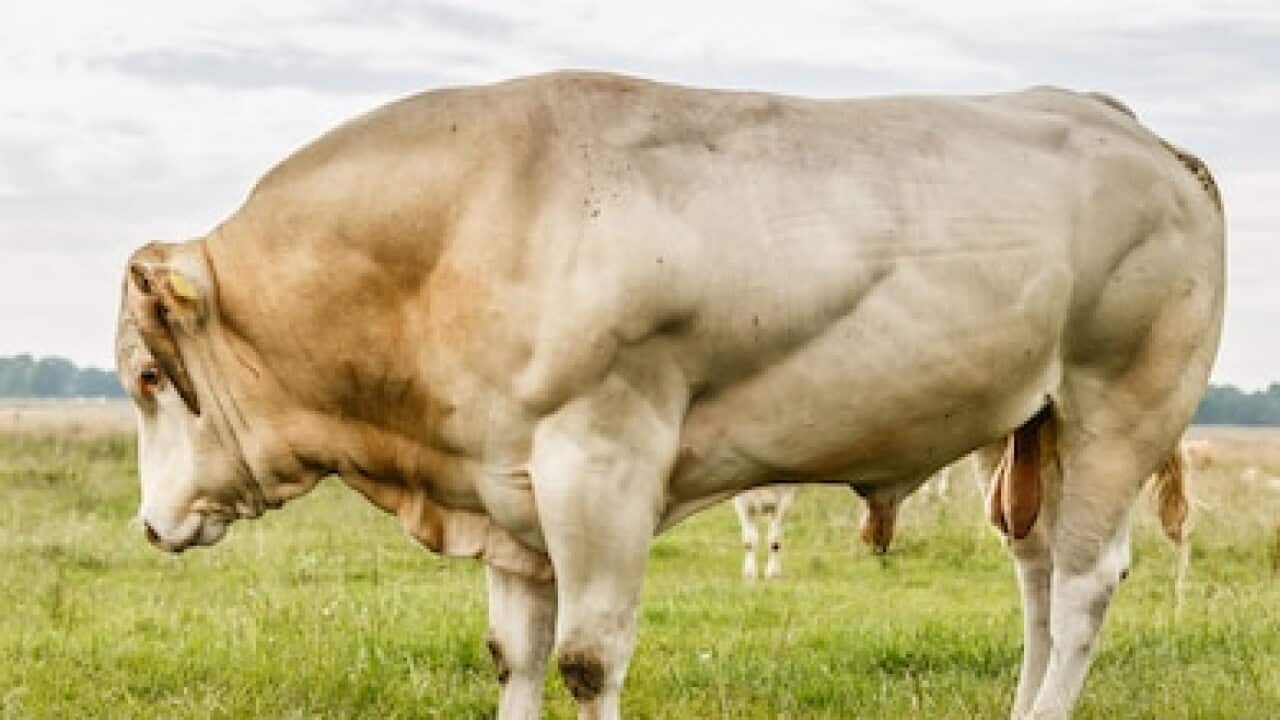 Breeding-bull - Pixabay