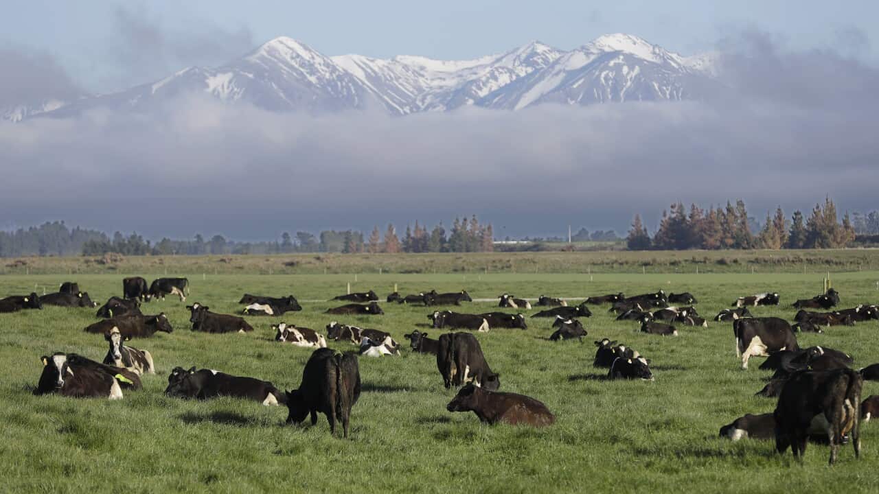Cows in New Zealand