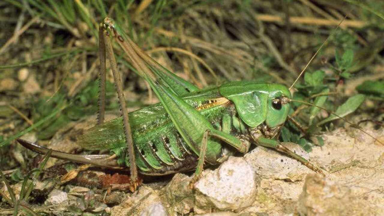 Finland bakery to serve bread made up of crickets. (Stock Image)