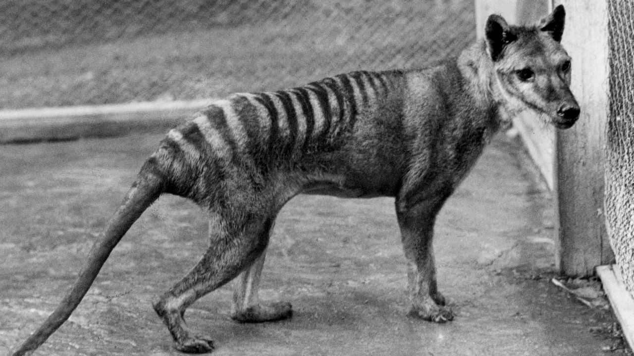 An extinct Tasmanian Tiger.