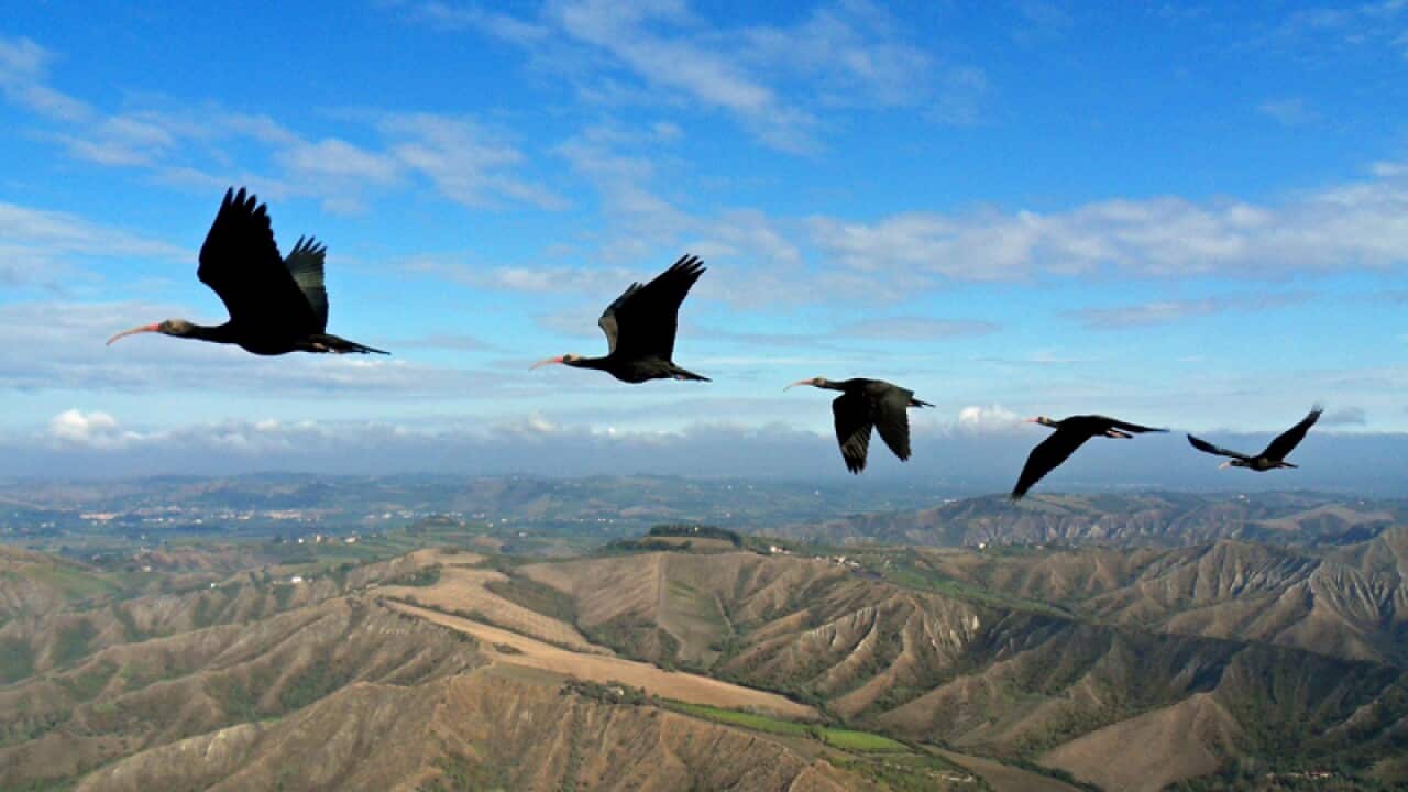 Northern bald ibises fly in formation