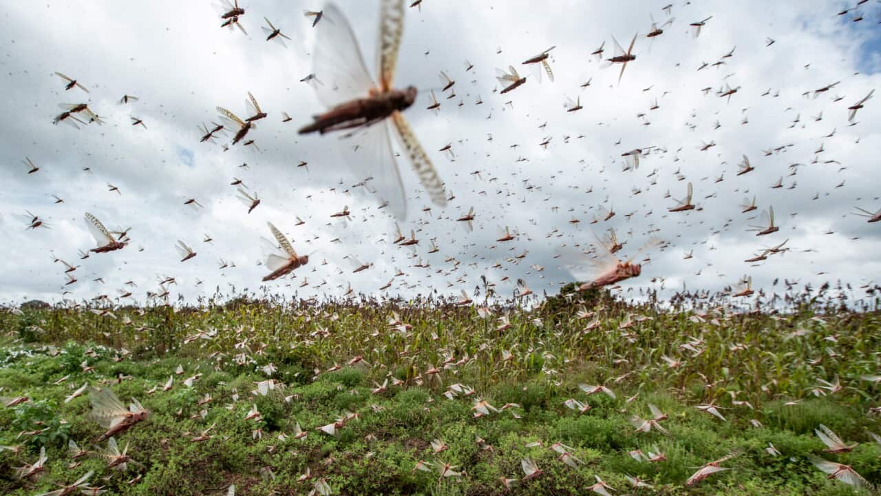 Swarms of desert locusts fly up into the air from crops in Kenya