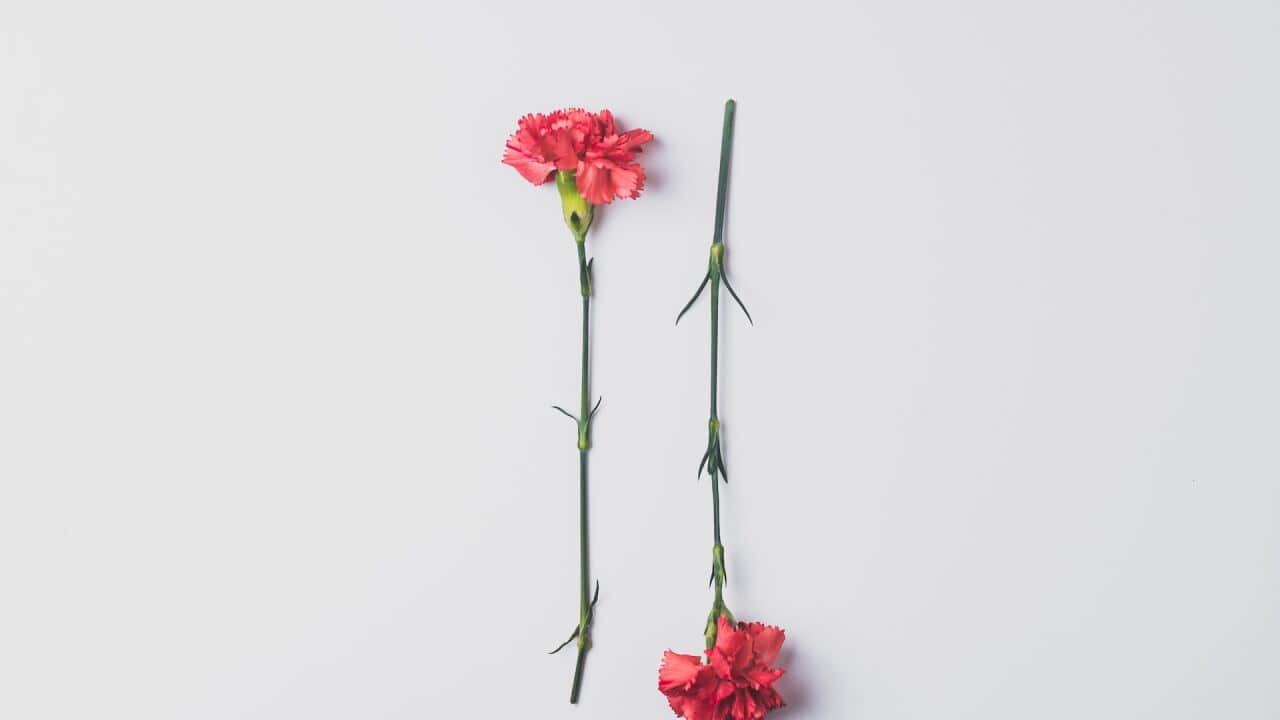 Photo by Edward Howell on Unsplash.jpg