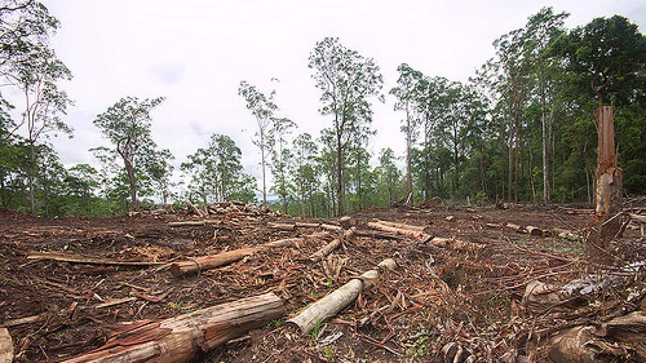 Managed Destruction in Yabbra State Forest in northern New South Wales