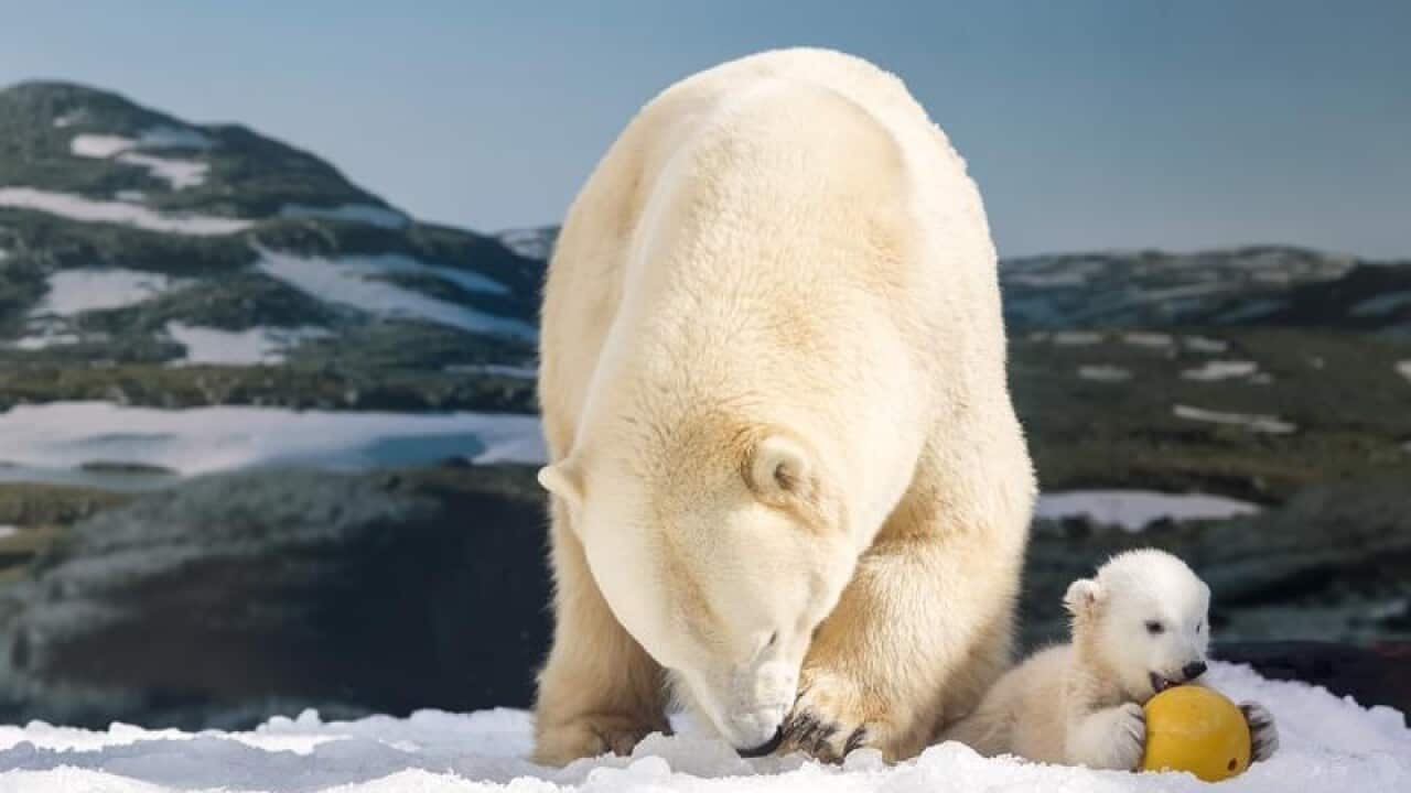 Polar Bear Cub and her mother at Sea World
