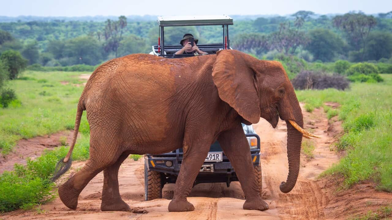 Elephant passing in front of a tourist car, Samburu County, Samburu National Reserve, Kenya