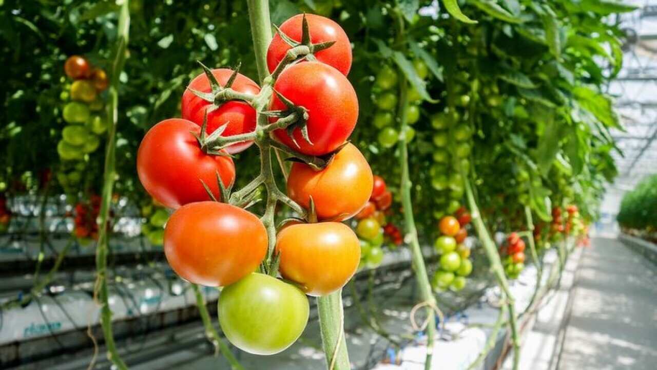 Tomatoes