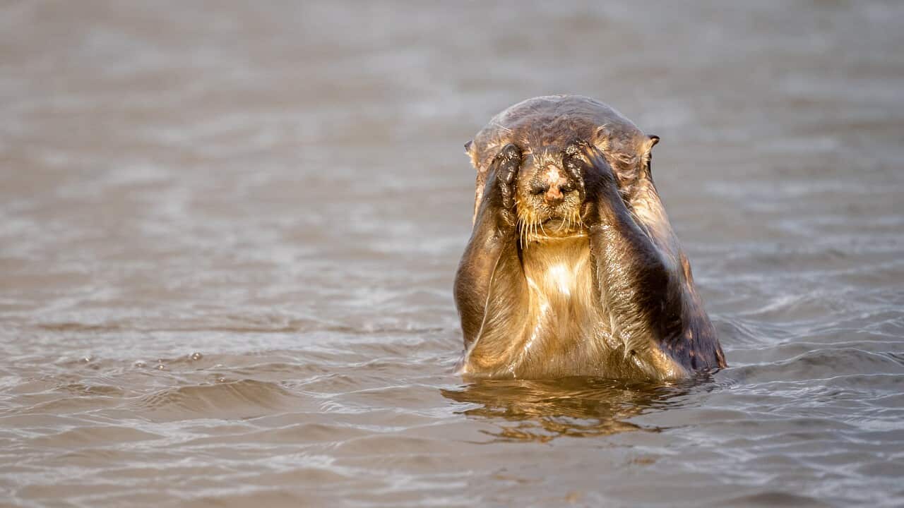 Sea otters in the wild