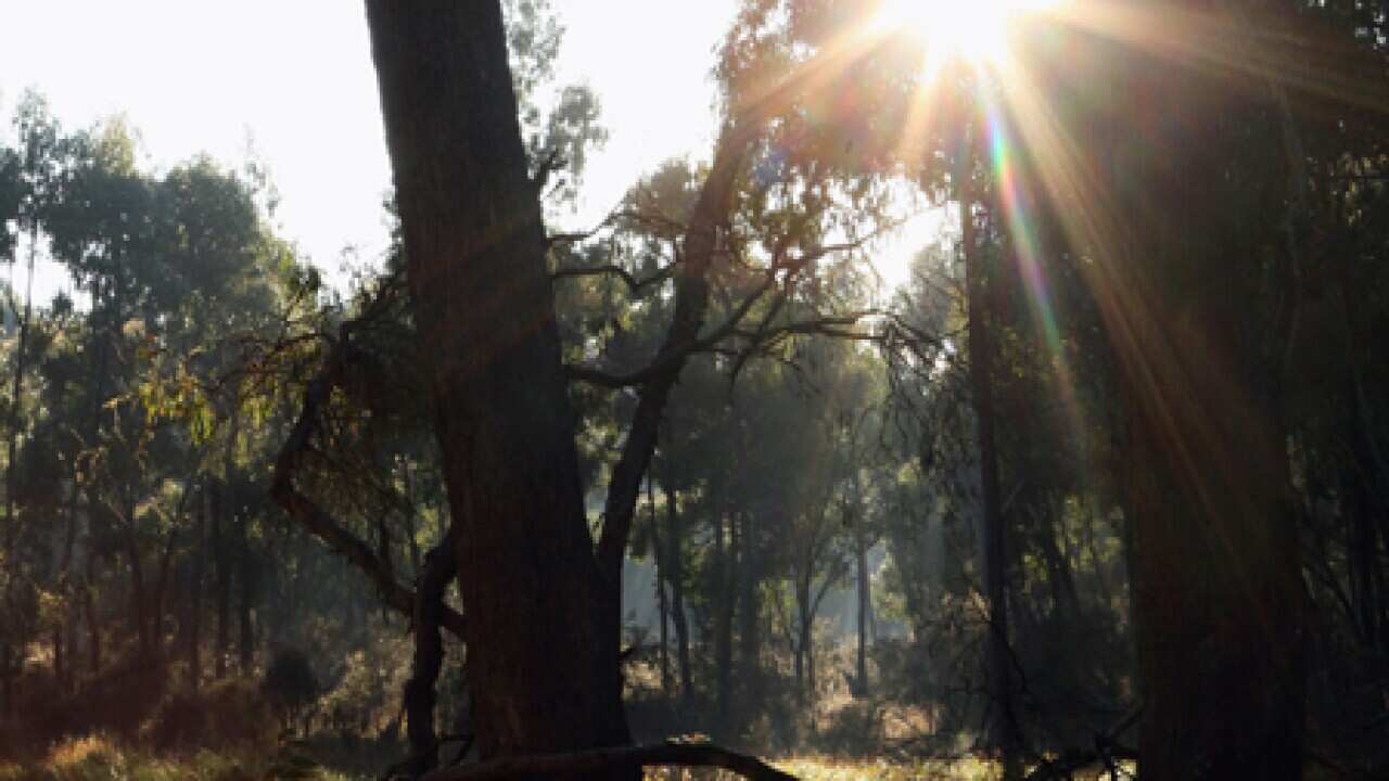 forest_nsw_100714_b_Getty_2021863348