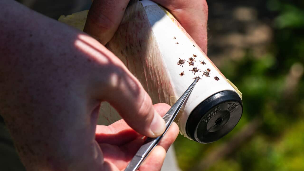 No red meat, no dairy, and no end in sight: How a tick-borne allergy has transformed Martha's Vineyard