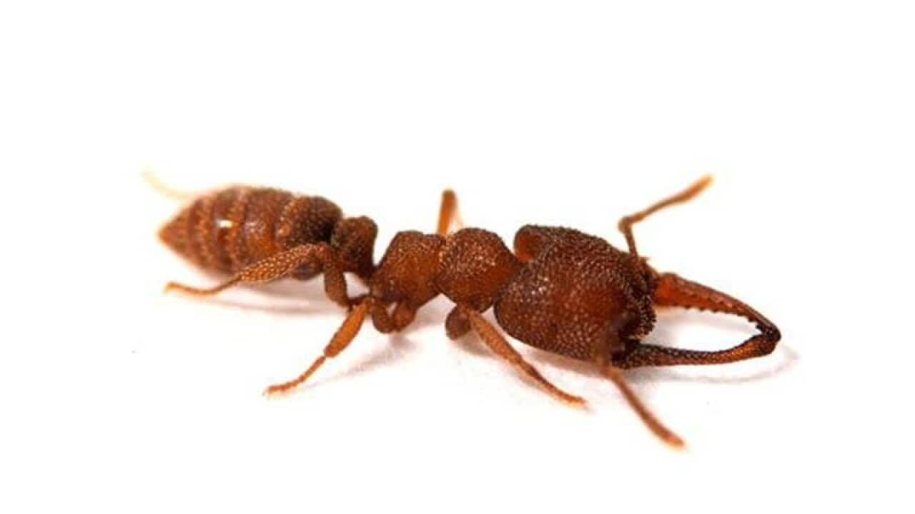 An Australian ant known as Dracula ant.