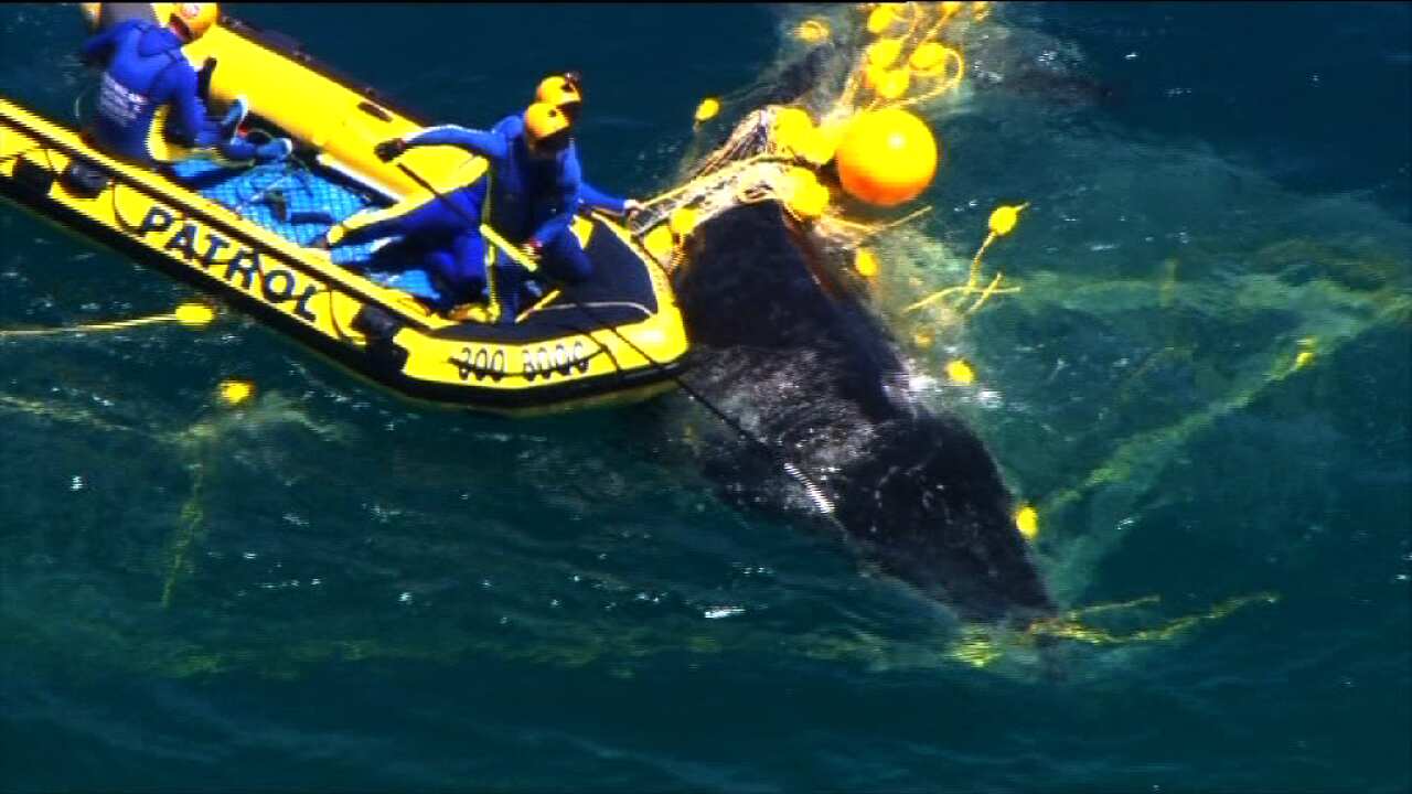 whale_vo.png