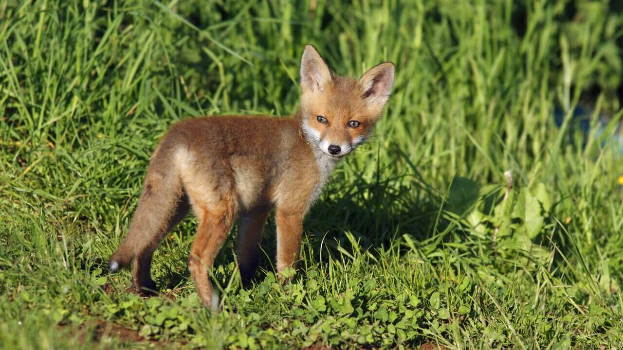 Red Fox - cub on meadow (Vulpes vulpes) (AAP/Mary Evans/Ardea/Duncan Usher) | NO ARCHIVING, EDITORIAL USE ONLY