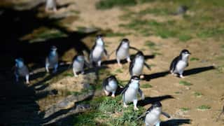 PENGUIN VACCINE PHILLIP ISLAND