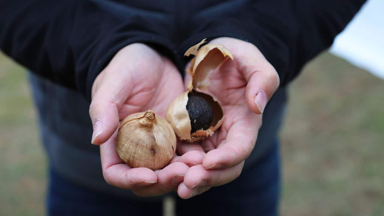 It's basically the truffle of the garlic world.