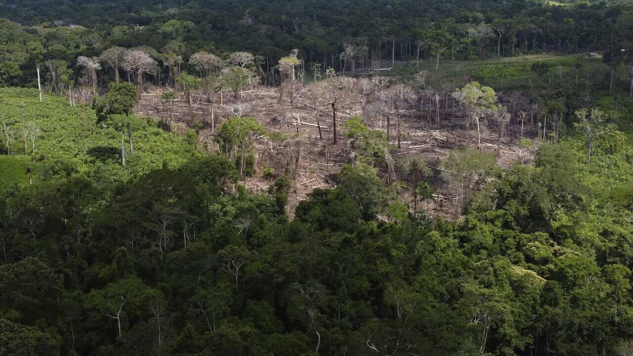 Amazon Brazil Deforestation